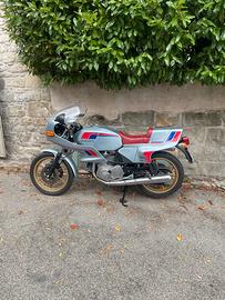 Ducati 500 panta