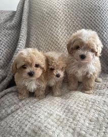 Cuccioli di maltipoo maschi e femmine