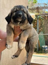 Splendidi cuccioli di Pastore del Caucaso