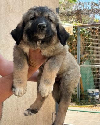 Splendidi cuccioli di Pastore del Caucaso