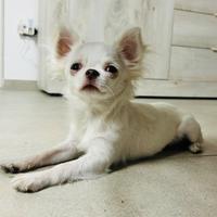 Disponibile per monta Chihuahua