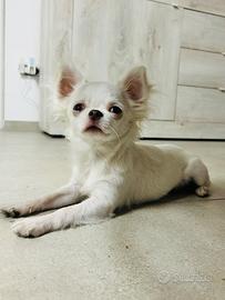 Disponibile per monta Chihuahua