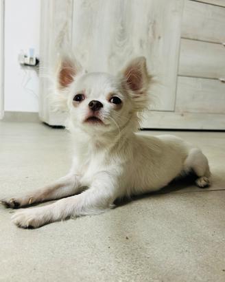 Disponibile per monta Chihuahua