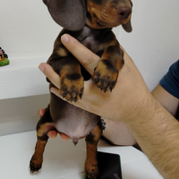 Cucciolo di bassotto cioccolato