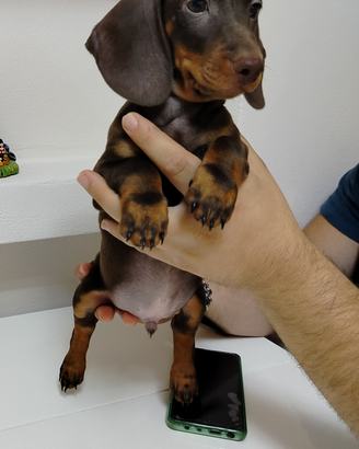 Cucciolo di bassotto cioccolato