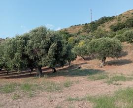 Terreno agricolo Amantea