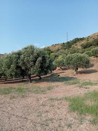 Terreno agricolo Amantea