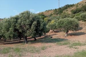 Terreno agricolo Amantea