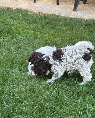 Lagotto romagnolo
