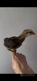 Gallina - Galletto ARAUCANA