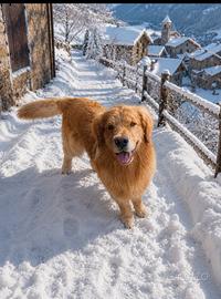Golden retriever