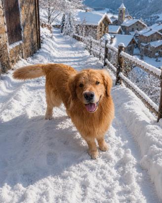 Golden retriever