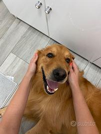 Golden