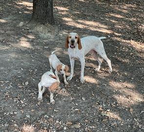 Bracco Pointer tartufi