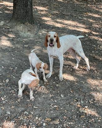 Bracco Pointer tartufi