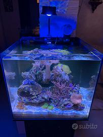 Acquario marino/ nano reef 80 Litri