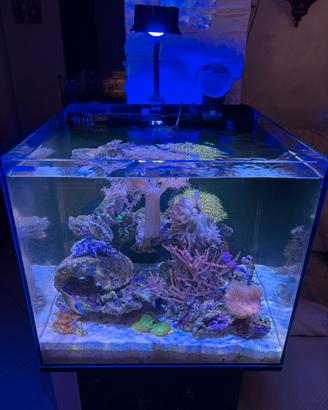 Acquario marino/ nano reef 80 Litri