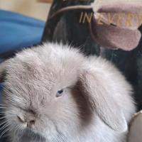 Mini color tabacco prestigioso