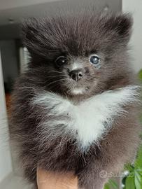 Spitz di Pomerania con pedigree ENCI