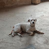 Jack russell femmina