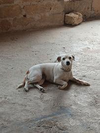 Jack russell femmina