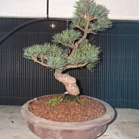 bonsai