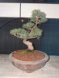 bonsai