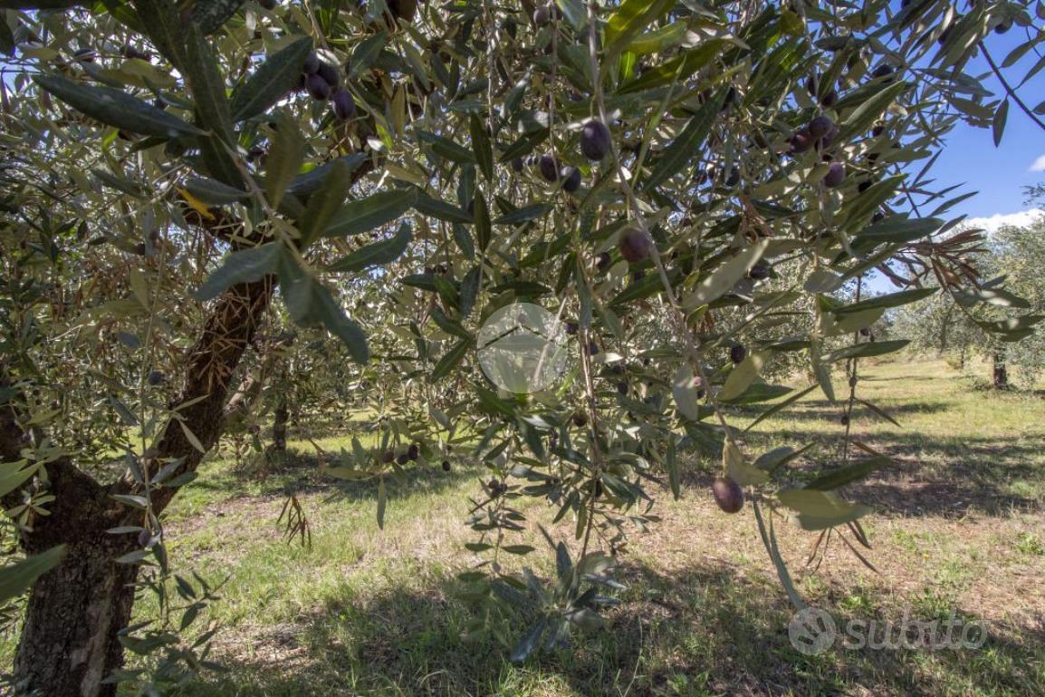 TER. AGRICOLO A MONTORIO ROMANO - Vista 4