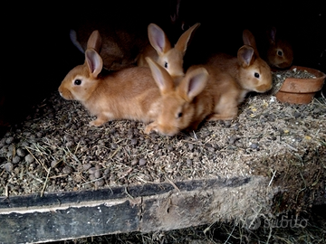 Conigli Fulvo di Borgogna