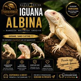Iguana albina