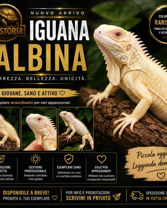 Iguana albina