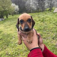 Cuccioli di bassotto