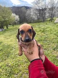 Cuccioli di bassotto