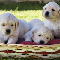 Cuccioli di Golden Retriever con Pedigree ENCI