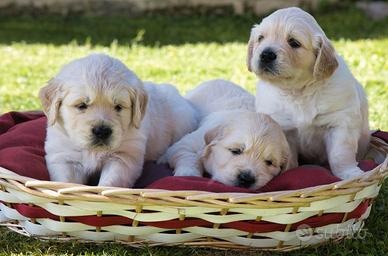 Cuccioli di Golden Retriever con Pedigree ENCI