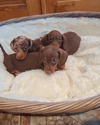 Bassotto cioccolato cuccioli