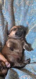 Cucciolo di cane