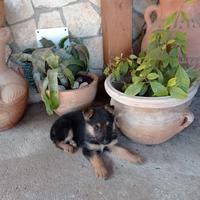 Cucciolo Pastore Tedesco