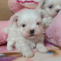 Maltesi maschietti genitori pedigree ENCI