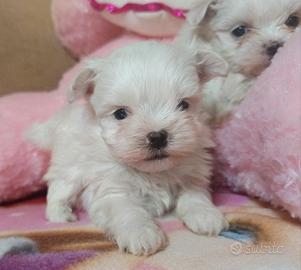Maltesi maschietti genitori pedigree ENCI