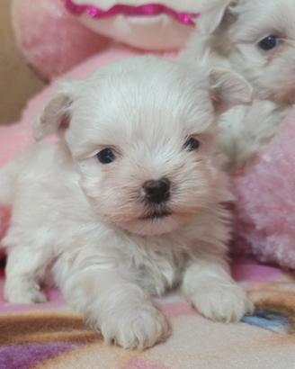 Maltesi maschietti genitori pedigree ENCI