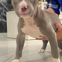 Ultima Cucciola Di American Pitbull UKC