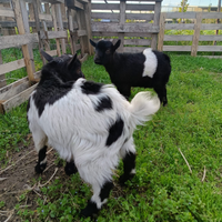 Capretti tibetani nani