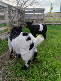 Capretti tibetani nani