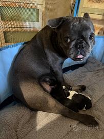 Cucciolo bulldog francese