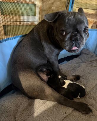 Cucciolo bulldog francese