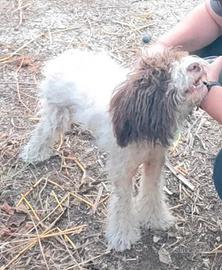 Lagotto Romagnolo femmina