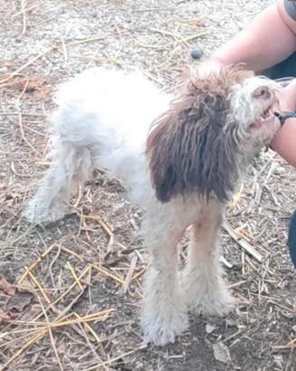 Lagotto Romagnolo femmina