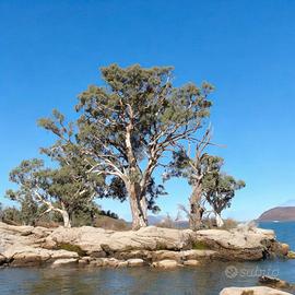 🌳 Piante di Eucalipto Rosso 🌿