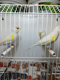 Canarini giallo mosaico linea femminile